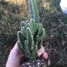 Would it be best to remove it from the soil and examine the roots? Cactus And Succulents Forum Cactus Root Rot Garden Org