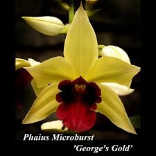 Image result for Phaius