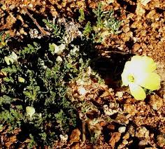 Image result for Grielum