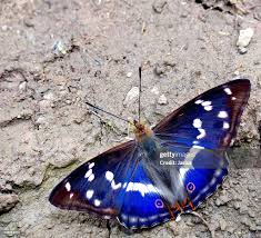 Image result for Apatura iris