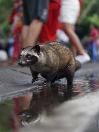 Kopi coffee co & pagi coffee merchants. Teuerster Kaffee Der Welt Black Ivory Oder Kopi Luwak