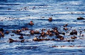 How Sea Otters Can Reduce Co2 In The Atmosphere Appetite For Sea Urchins Allows Kelp To Thrive Otters Sea Otter Kelp Forest