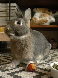 Friandises Pour Lapins La Dure Vie Du Lapin Urbain Habitat Du Lapin Soins De Lapin Lapin