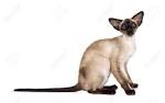 Siamese Rescue - Main Website