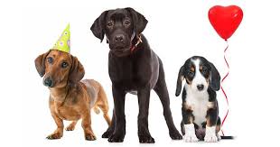 Aunque no todos los seres humanos son conscientes de esa frase y a menudo se convierten en «el peor enemigo del perro» con este día se busca concienciar parte del abandono. Como Identificar Si Mi Perrito Tiene Una Enfermedad Cardiaca