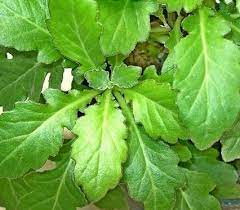 Mengobati Kolesterol Tinggi Mneggunakan Daun Dewa Obat Alami Indonesia Daun Tanaman Obat Alami