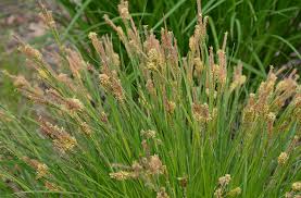 Image result for Carex sp.no.1