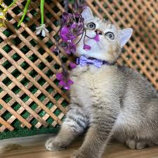 Kedi Ariyorum Publications Facebook