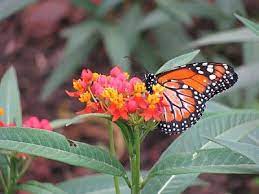 Hermosos Paisajes Naturales Prod06 Insecto Insectos Mariposa Mariposas Color C Fotografias Reales Del Mundo Na Hermosos Paisajes Paisajes Lugares Maravillosos