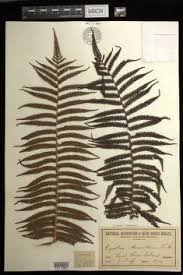 Image result for Cyathea mildbraedii