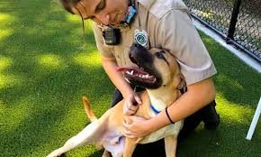 We did not find results for: Looking To Adopt A Pet Here Are 7 Lovable Pups To Adopt Now In