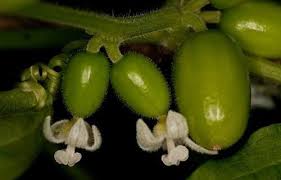 Image result for Cayaponia