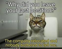 Hot coffee and fresh animal memes. When Animals Apply For A Job 15 Memes I Can Has Cheezburger