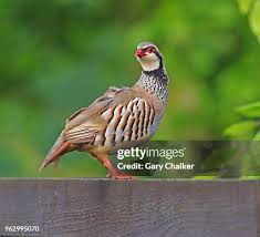 Image result for Alectoris rufa