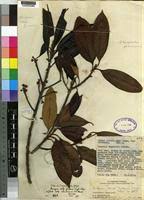 Image result for Pouteria adolfi-friederici