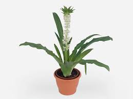 Image result for Eucomis autumnalis