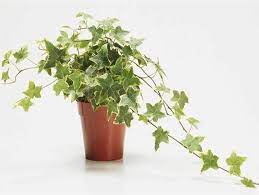Variegated English Ivy Trailing Vine Live Plant 6 Pot Etsy Ivy Plant Indoor English Ivy Plant Ivy Plants