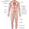 Printiable mape of arteries and viens. Https Encrypted Tbn0 Gstatic Com Images Q Tbn And9gcrvkprx0qai Ahpkywgj3whexnjbowpn9hv2 086penndzzii1r Usqp Cau