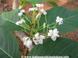 Image result for Holarrhena