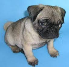 We recently put together a blog. Pug Puppy Care How To Take Great Care Of Your Pug Puppy