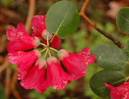 Image result for Rourea thomsonii