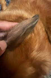 Image result for abscess dog's ear flap