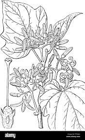 Image result for Alangium chinense