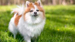 Pomeranian Prices How Much Do Pomeranian Puppies Cost