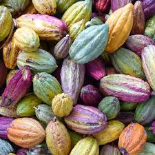Cacao The Motherlode Cacao Fruit Theobroma Cacao Cocoa