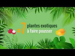 Quand Vous Mangez Un Fruit Tropical Gardez Les Noyaux Et Les Graines Vous Pourrez Faire Pousser Assez Facilement Plante Fruits Tropicaux Plantes Tropicales