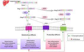 Последние твиты от ang partners (@angpartners). Frontiers Combination Of Angiotensin 1 7 Agonists And Convalescent Plasma As A New Strategy To Overcome Angiotensin Converting Enzyme 2 Ace2 Inhibition For The Treatment Of Covid 19 Medicine