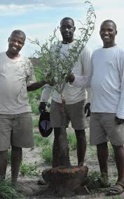 Image result for Neorautanenia