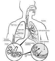 All kids like to play with their sisters and brothers and do fun stuff. Lung Respiratory System Diagram Sketch Coloring Page Coloring Home