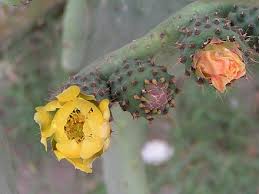 Cactus thiemann vous souhaite la bienvenue sur son site internet. Figuier De Barbarie Wikiwand
