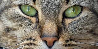 What Does It Mean When Your Cat S Nose Changes Color