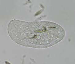 Luke milbocker captured these images of protozoans using a compound microscope. Bresser Hay Infusion Expand Your Horizon