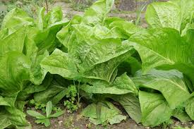 Check spelling or type a new query. Cichorium Intybus Var Foliosum