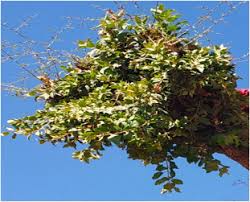 Image result for Phragmanthera