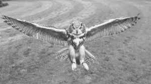 Birds Of Prey Gif Tumblr Https Encrypted Tbn0 Gstatic Com Images Q Tbn 3aand9gcqarlltfgyc 04lcji5azqt613q6plvwfqksg Usqp Cau