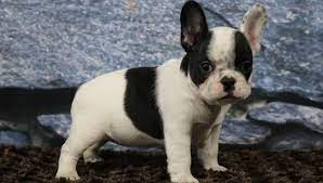 More images for cute french bulldog puppies for sale near me » Polli French Bulldog Puppy For Sale French Bulldogs Vip Puppies Bulldog Puppies French Bulldog Puppies For Sale Puppies
