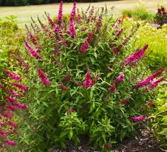 Image result for buddleia davidii