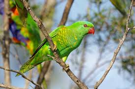 Scaly-breasted Lorikeet (Trichoglossus chlorolepidotus)