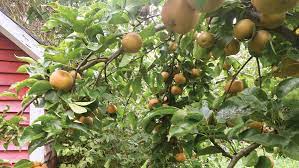 At jones nursery, we are proud to be the area's longest established nursery. Growing A Backyard Orchard In New Jersey