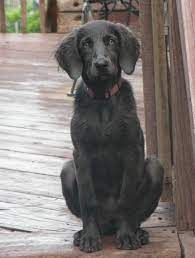 Pin On Long Haired Weimaraner