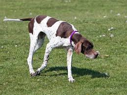 This does not mean that they shed less hair than other dogs. Hunting Dog Breeds That Make Good House Dogs Field Stream