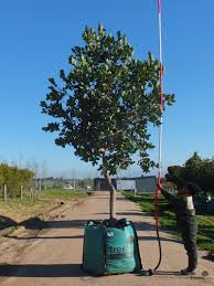 Image result for Syzygium cordatum