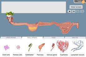 A digestive system is a group of organs consisting of the central gastrointestinal (gi) tract and its associated accessory organs that break down food into smaller how does the digestive system work? Digestive System Gizmo Lesson Info Explorelearning