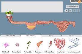 Fray botod summary in english pdf. Digestive System Gizmo Lesson Info Explorelearning
