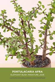 Portulacaria Afra Elephant Bush Succulents And Sunshine Succulent Landscaping Hanging Succulents Plants