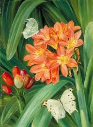 Clivia Miniata Por Marianne North C 1882 Colecao Reais Jardins Botanicos De Kew Ou Jardins De Kew Ilustracao Botanica Desenhos Botanicos Arte Flor